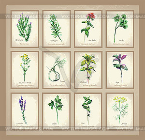 Spicy and curative herbs. Collection of fresh herbs - vector image