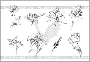 Цветы. садовые и полевые цветы - изображение в векторном формате