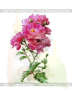 Watercolor pink roses - vector image