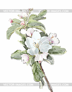 Apple flower blossoms in full bloom - vector clipart