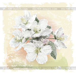 Apple flower blossoms in full bloom - vector clip art