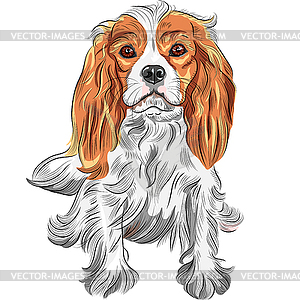 Color sketch of dog Cavalier King Charles Spaniel - vector image