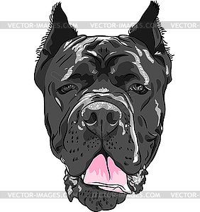 Black Cane Corso, Italian breed of dog - vector clipart