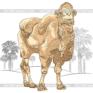 Sketch of Bactrian camel in desert - vector clip art