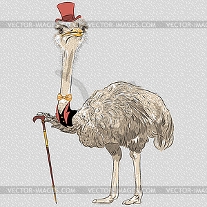 Funny Ostrich Bird hipster - vector image