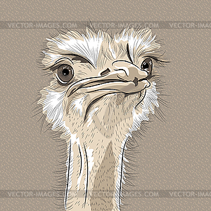 Portrait of funny Ostrich Bird - vector clipart