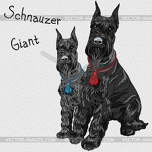 Black Giant Schnauzer dog sitting - royalty-free vector clipart