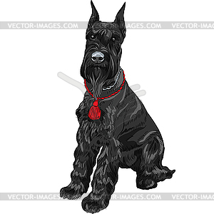 Black Giant Schnauzer dog sitting - royalty-free vector image