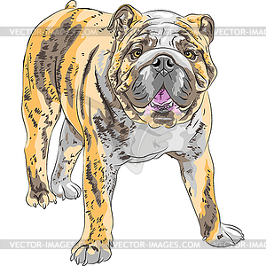 Sketch dog English Bulldog breed - vector image