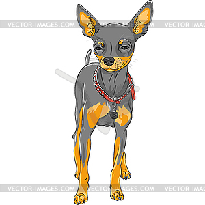 Sketch dog Chihuahua breed - vector clipart