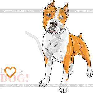Sketch dog American Staffordshire Terrier breed - vector clipart