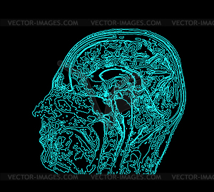 Topographic map MRI of human brain - vector clip art