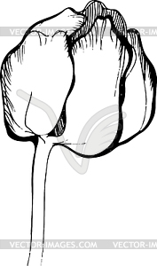 Beautiful spring flower tulip bud - vector clip art