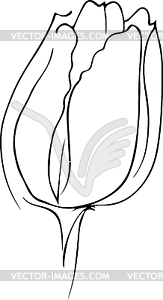 Красивый весенний цветок тюльпан бутон - векторный клипарт