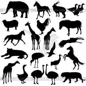 Black set silhouettes zoo animals collection - vector clipart / vector image