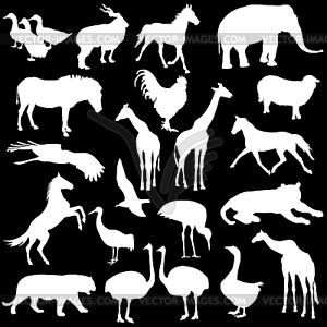 Black set silhouettes zoo animals collection - vector image