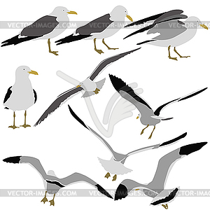 Set black silhouettes of seagulls. il - vector clipart / vector image