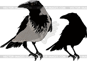 Black Crows - vector image