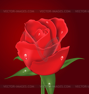 Beautiful realistic rose on red background - vector clip art