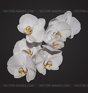 Romantic beautiful orchids blossom, on grey - vector image