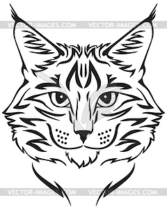 Maine Coon cat - vector clipart