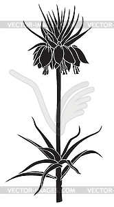 Imperial Fritillaria - vector clipart