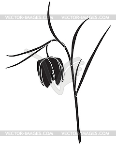 Fritillaria meleagris - vector image