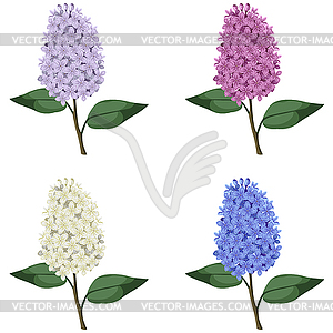 Set of multicolor lilac branches - vector clipart