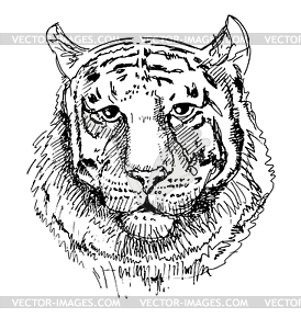 Artwork tiger, sketch black and white drawing - royalty-free vector image