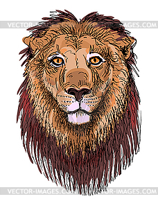 Artwork lion, sketch drawing of head animals - vector clip art