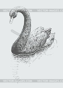 Работа черный лебедь (Cygnus atratus), эскиз чертеж - векторное изображение клипарта