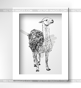 Artwork lama, digital sketch of animal, realistic - vector clipart / vector image