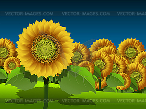 Sunflowers - vector image