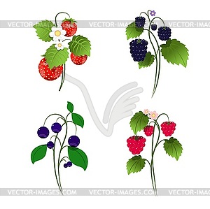 Set of Four Berry Bushes - vector image