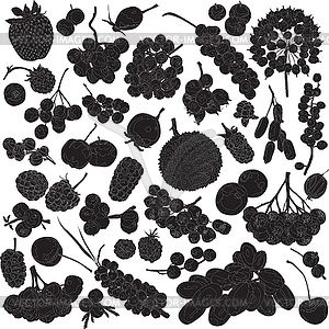 Silhouettes of different berries  - vector clipart