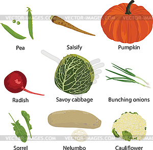 Set of different vegetables  - vector clip art