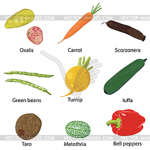 Vegetables on a white background  - vector clip art