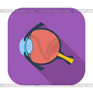 Anatomy eye - vector clipart