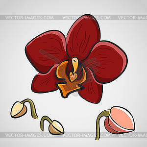 Orchid - phalaenopsis - vector image