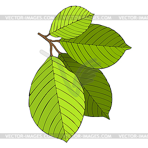 Artistic leaves - color vector clipart