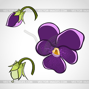 Sketch style flower set - pansy - vector clipart
