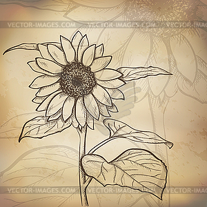 Sketch sunflower background - vector image