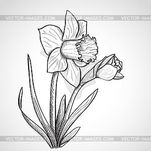 Sketch daffodil flower - stock vector clipart