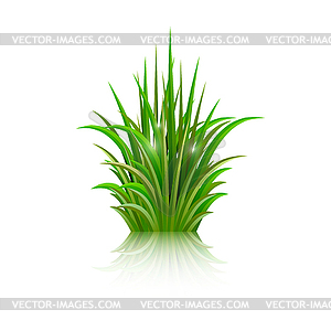 Green grass with reflection  - vector clipart