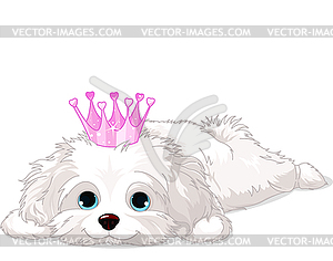 Havanese Puppy with crown - vector clipart