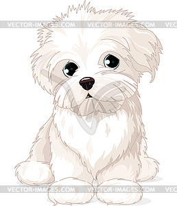 Maltese Puppy Dog - vector image