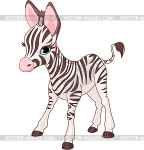 Cute Zebra Foal - vector image