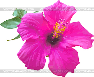 Hibiscus - vector clip art