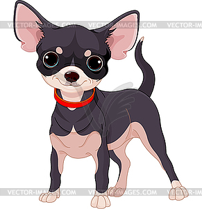 Chihuahua - vector image