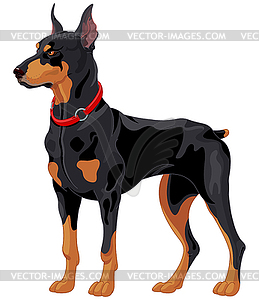 Doberman guard dog - vector image